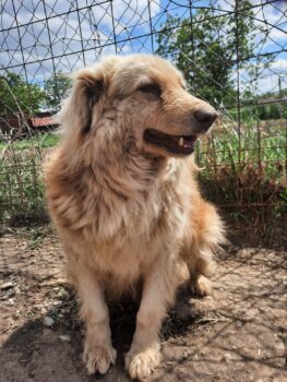 Dackel-Goldie-Mix KINEZ -- Mini Retriever mit charmantem Dackelblick (sucht noch - 17.10.24)