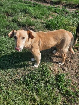 Dackel-Mix-Opi PAKO, 9 Jahre, ist verträglich und sehr freundlich - sucht noch (Stand: 05.12.24)