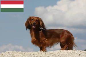 Mehr über den Artikel erfahren Dackel Züchter und Welpen in Ungarn