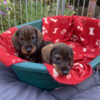 2 hübsche Dackelmädels suchen ein liebevolles Zuhause